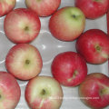 Chinese Fresh Red Gala Apple From Orchard to Your Warehouse